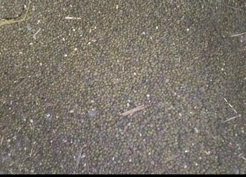 गौरझामर के कुंदन वेयर हाउस में चल रहे मूंग खरीदी केन्द्र पर हो रहा है खुला भ्रष्टाचार, व्यापारियों, दलालों की हो रही है चांदी 2 गौरझामर के कुंदन वेयर हाउस में चल रहे मूंग खरीदी केन्द्र पर हो रहा है खुला भ्रष्टाचार, व्यापारियों, दलालों की हो रही है चांदी | New India Times