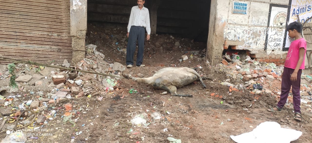 स्टेडियम की बंद पड़ी दुकान में हुई गाय की मौत 1 स्टेडियम की बंद पड़ी दुकान में हुई गाय की मौत | New India Times