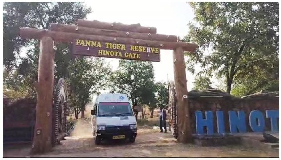 पन्ना टाइगर रिजर्व के पर्यटन जोन में बाघ के हमले से महिला की मौत | New India Times
