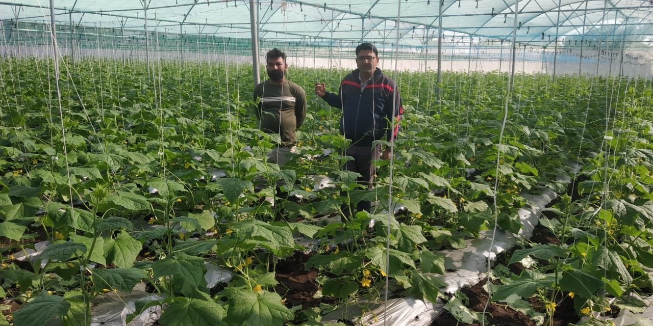 'एक साल बेमिसाल' संरक्षित खेती योजना अन्तर्गत क्लस्टर में शेडनेट हाउस निर्माण में जिला प्रदेश में प्रथम स्थान पर | New India Times