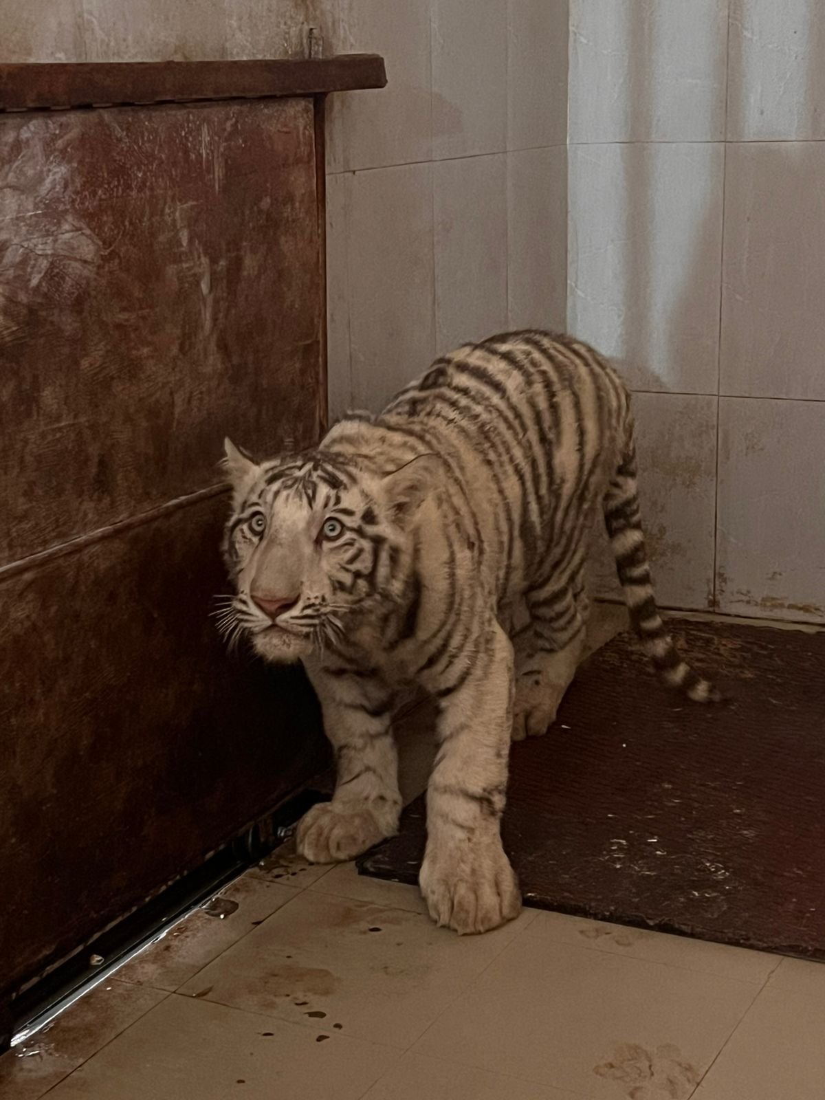 अब जनवरी-2025 में मुकुन्दपुर में बाघ की संख्या हुई 5 | New India Times