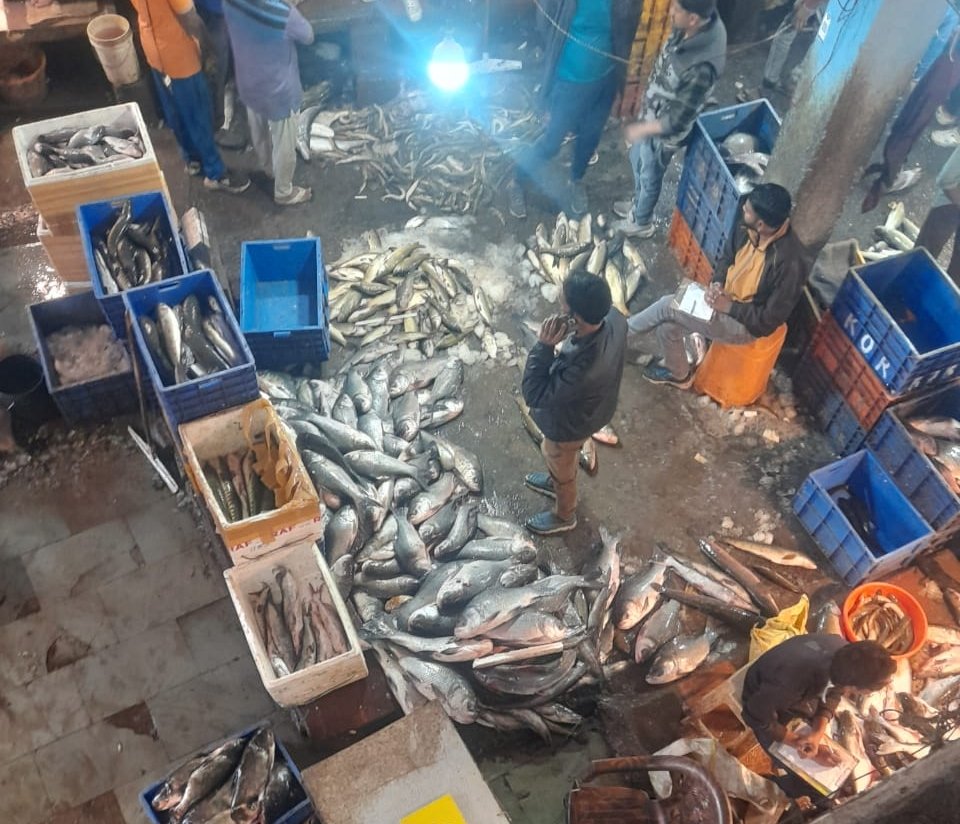 मत्स्य विभाग की टीम का छापा, प्रतिबंधित मांगुर मछलियां नहीं मिली | New India Times