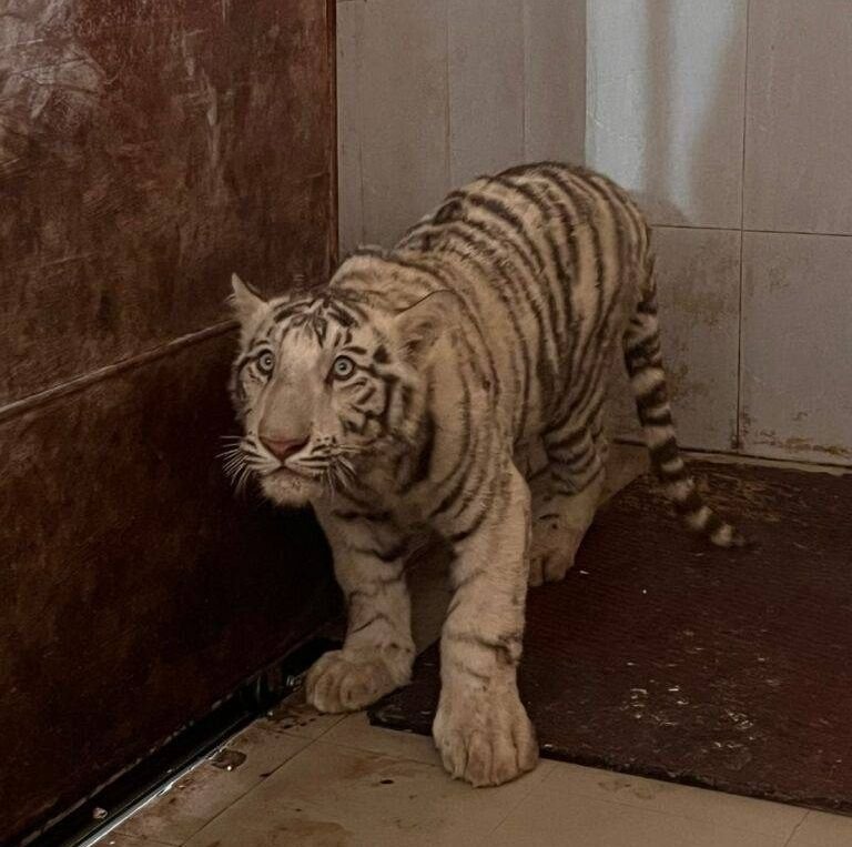 अब जनवरी-2025 में मुकुन्दपुर में बाघ की संख्या हुई 5 | New India Times