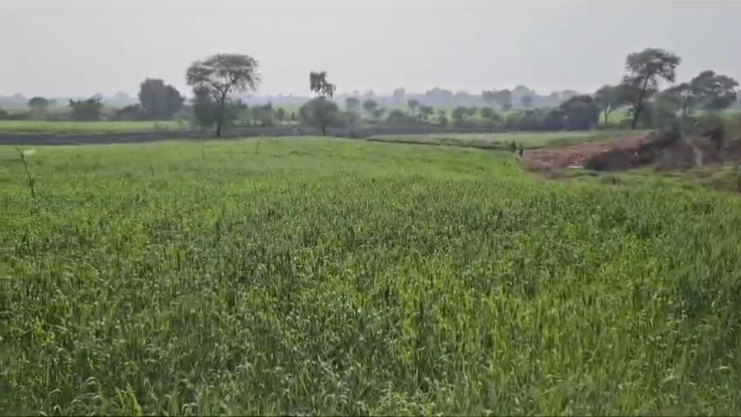 गौशाला के मवेशियों ने गरीब किसान की गेहूं की फसल को कर दिया नष्ट, केस दर्ज | New India Times