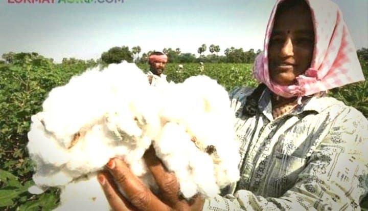 कट प्रैक्टिस: घटिया विदेश निति और "फ्री" बीज की कीमत चुका रहे हैं किसान 3 कट प्रैक्टिस: घटिया विदेश निति और "फ्री" बीज की कीमत चुका रहे हैं किसान | New India Times