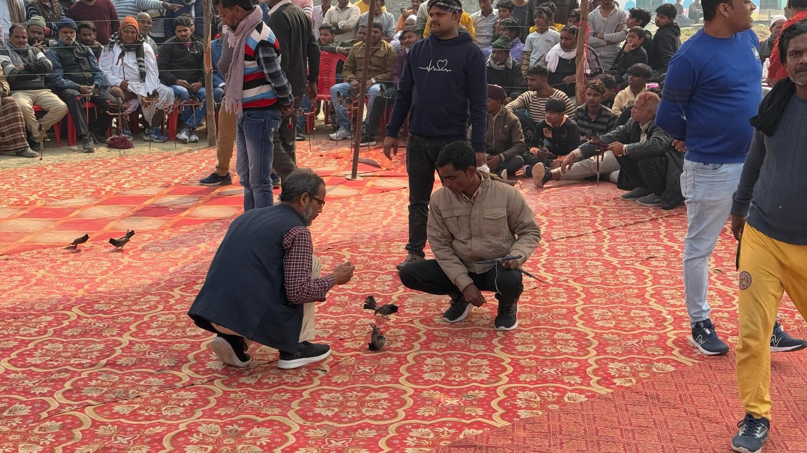 बेजुबान पंछियों का काला खेल का दंगल लगाने वाले शख्स पर मुकदमा | New India Times