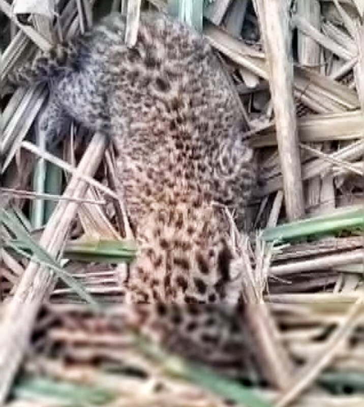 खेत में जन्मा तेंदुआ, अंधेरा होते ही&nbsp; जंगल ले गई माँ | New India Times