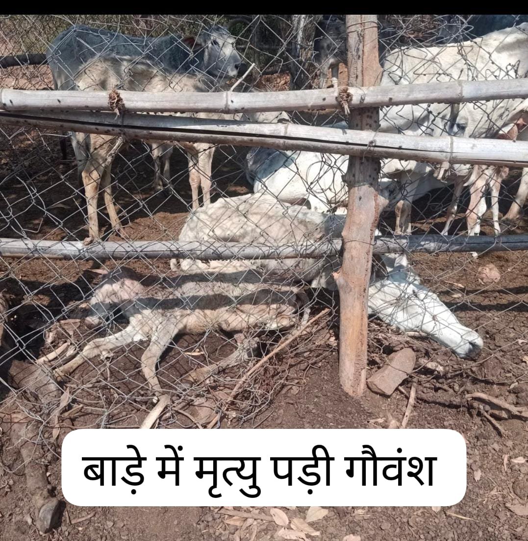 मझटोलवा ग्राम पंचायत बाड़े में कैद गौवंश भूखे प्यासे से बिलखते हो रही मौत | New India Times