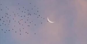 चांद के दिदार के बाद माहे रमजान का हुआ आगाज, पहला रोज़ा कल रविवार को 3 चांद के दिदार के बाद माहे रमजान का हुआ आगाज, पहला रोज़ा कल रविवार को | New India Times