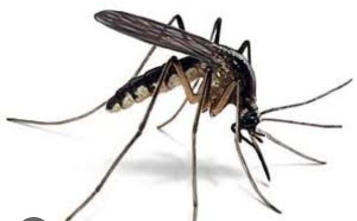 सरकार के आशीर्वाद से बढ़ रही है मच्छरों की पैदावार, मंत्री गिरीश महाजन के जनपद में जनता त्राहिमाम 2 सरकार के आशीर्वाद से बढ़ रही है मच्छरों की पैदावार, मंत्री गिरीश महाजन के जनपद में जनता त्राहिमाम | New India Times