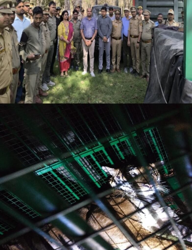 वन विभाग की टीम ने कड़ी मशक्कत के बाद बाघिन को ट्रेंकुलाइज कर पिंजरे में किया कैद, बाघिन के साथ एक बच्चे को भी किया गया रेस्क्यू 2 वन विभाग की टीम ने कड़ी मशक्कत के बाद बाघिन को ट्रेंकुलाइज कर पिंजरे में किया कैद, बाघिन के साथ एक बच्चे को भी किया गया रेस्क्यू | New India Times