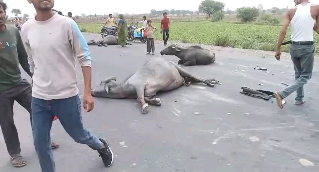 अमानगंज बाईपास पर भीषण सड़क हादसा: नशे में धुत कार ड्राइवर ने ली दो भैंसों की जान, एक भैंस की हालत गंभीर 1 अमानगंज बाईपास पर भीषण सड़क हादसा: नशे में धुत कार ड्राइवर ने ली दो भैंसों की जान, एक भैंस की हालत गंभीर | New India Times