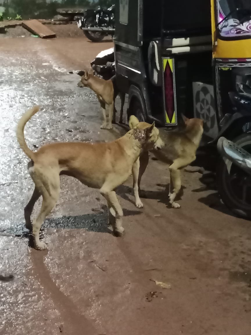 रायसेन नगर में आवारा कुत्तों का आतंक,नगर पालिका की लापरवाही से जनता असुरक्षित | New India Times