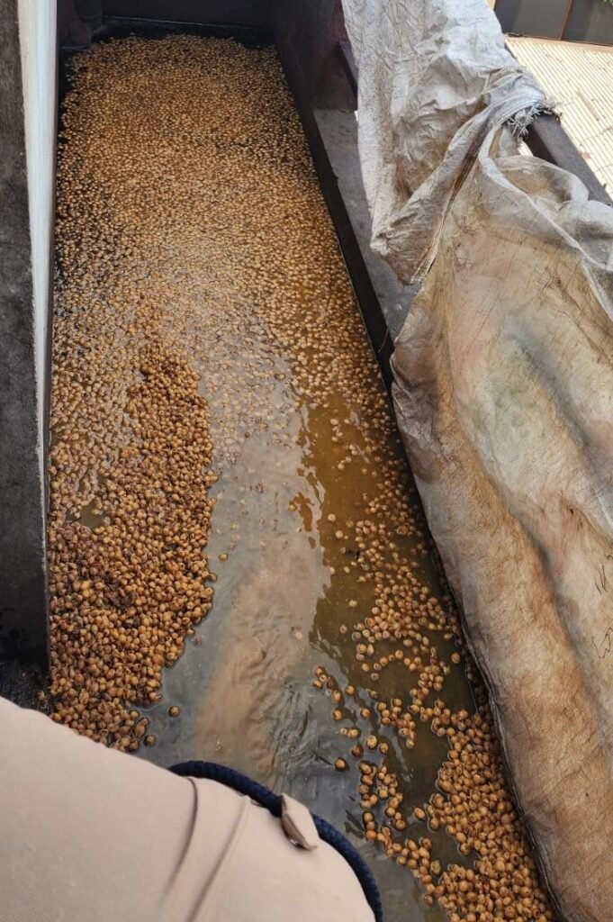 झाबुआ में आबकारी विभाग की बड़ी कार्यवाही, 5000 किलो महुआ लहान जप्त | New India Times