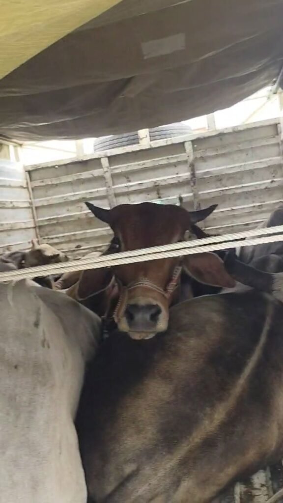 करमा पुलिस द्वारा 01 अदद पिकप पर लदे 07 अदद गो वंश राशि को किया गया बरामद | New India Times