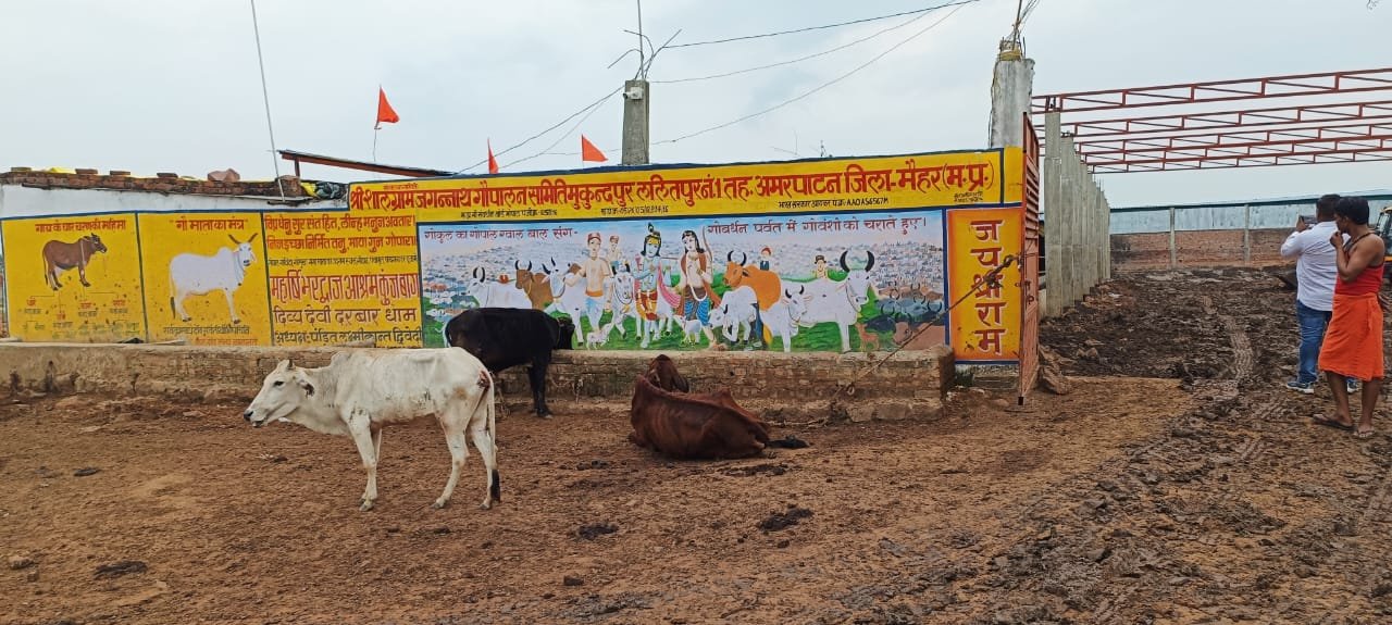 मैहर की गौशाला में भ्रष्टाचार और लापरवाही के खेल का खुलासा, गौमाता के नाम पर धंधा, किसान परेशान, गायें बेहाल | New India Times