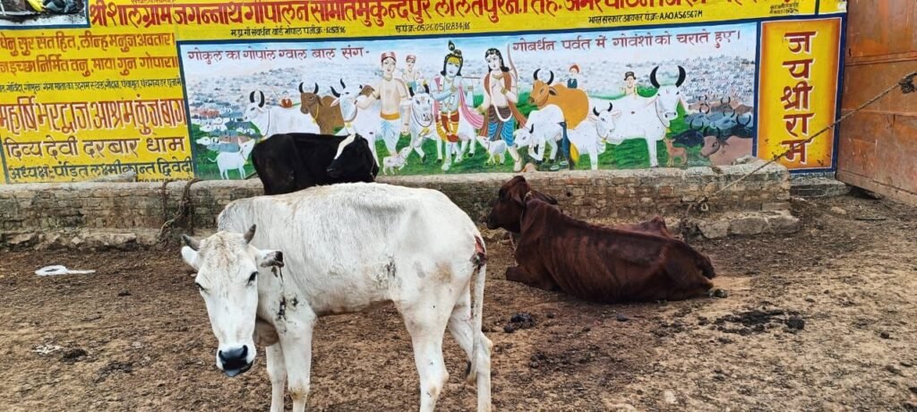 मैहर की गौशाला में भ्रष्टाचार और लापरवाही के खेल का खुलासा, गौमाता के नाम पर धंधा, किसान परेशान, गायें बेहाल | New India Times
