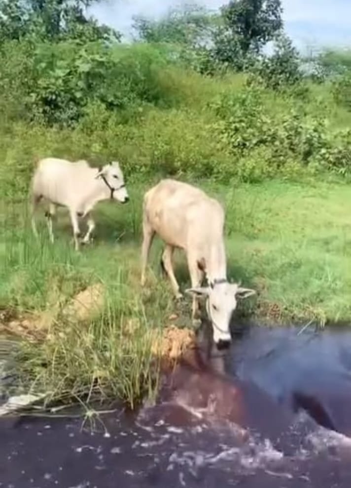 मेघनगर की हवा और पानी में फिर घुल रहा जहर, केमिकल फैक्ट्रियों पर कार्रवाई की मांग तेज | New India Times