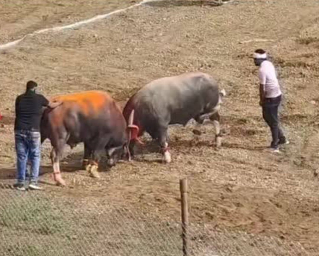 हेलों की टक्कर आयोजन के मामले में बोदरली मेला समिति के 5 सदस्यों पर मामला दर्ज 1 हेलों की टक्कर आयोजन के मामले में बोदरली मेला समिति के 5 सदस्यों पर मामला दर्ज | New India Times