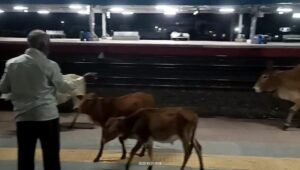 जुन्नारदेव स्टेशन पर मवेशियों का जमावड़ा, यात्रियों को हो रही भारी परेशानी 2 जुन्नारदेव स्टेशन पर मवेशियों का जमावड़ा, यात्रियों को हो रही भारी परेशानी | New India Times