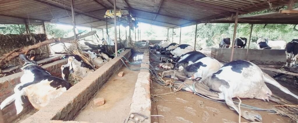 नासिक में टाइम पास कर रही फडणवीस सरकार : महाराष्ट्र के कारण बिहार में हारेगी बीजेपी 4 नासिक में टाइम पास कर रही फडणवीस सरकार : महाराष्ट्र के कारण बिहार में हारेगी बीजेपी | New India Times