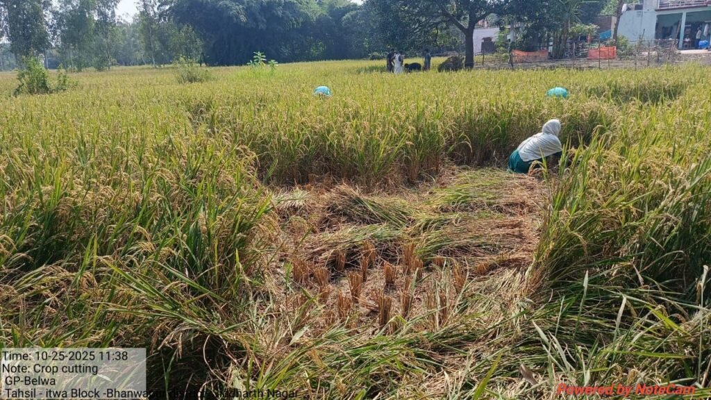 बेलवा गांव में धान क्रॉप कटिंग कर उपज का आंकलन, फसल बीमा के लिए डेटा अपलोड | New India Times