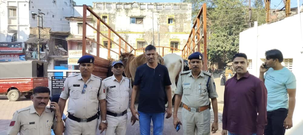 कोतवाली पुलिस ने गौवंश तस्करी का किया पर्दाफाश, एक आरोपी गिरफ्तार, 20 गौवंश बरामद | New India Times