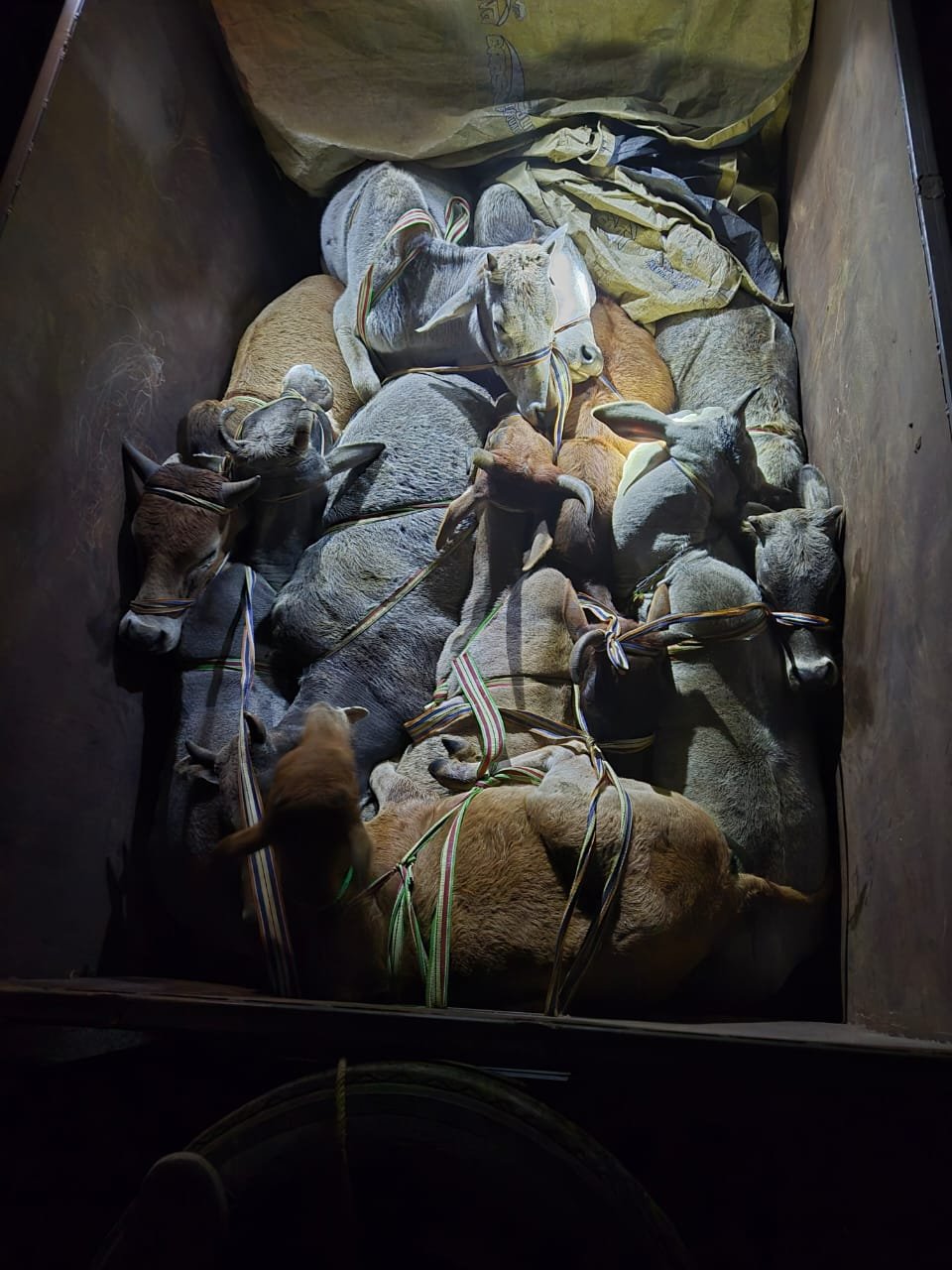 जब वर्दी बनी बेजुबानों की ढाल: इंस्पेक्टर बाल मुकुंद मिश्रा की साहसिक कार्रवाई | New India Times