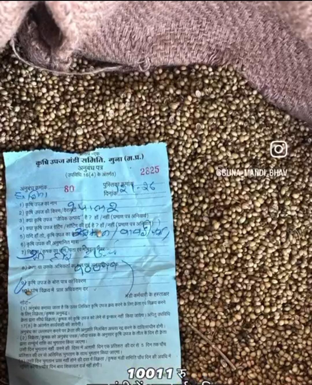 गुना मंडी में नई धनिया की मीठी दस्तक, पहले ही दिन 10,011 का रिकॉर्ड भाव, किसानों के खिले चेहरे | New India Times