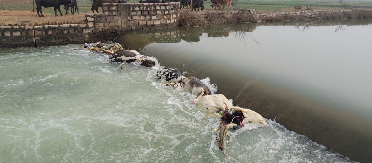 नहर में मृत गोवंश मिलने से मचा हड़कंप, पशुपालन विभाग पर उठे सवाल | New India Times
