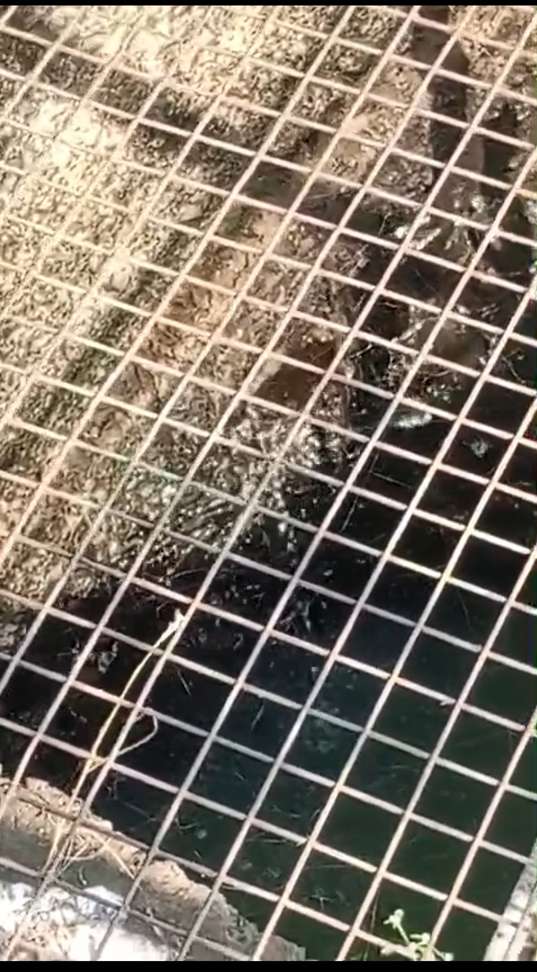 राजधानी भोपाल में सीवेज युक्त पानी पीने को मजबूर रहवासी, इंदौर जैसी घटना की आशंका | New India Times