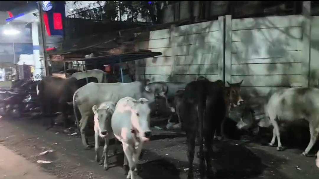 राजधानी की सड़कों पर बेसहारा पशुओं का राज, नगर निगम प्रशासन बेखबर | New India Times