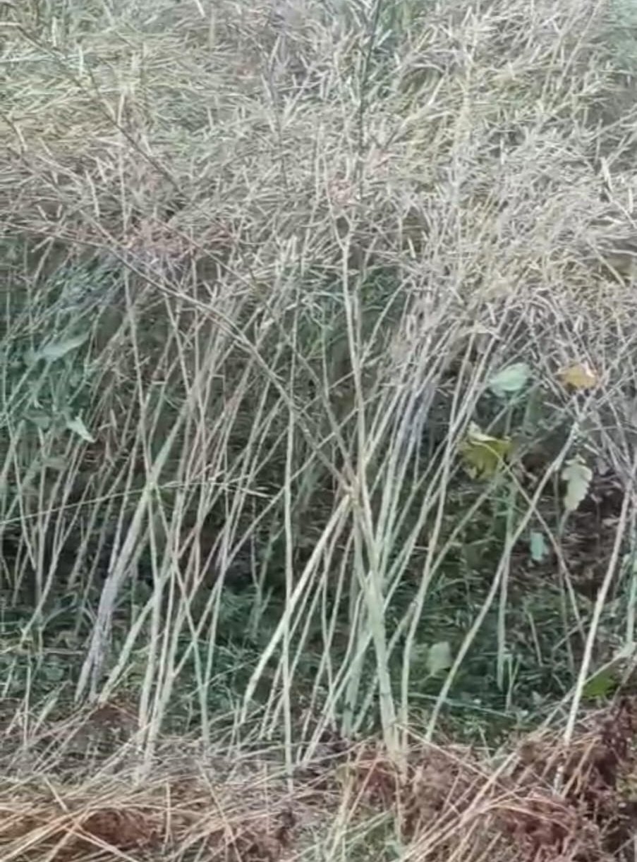 गुना में कुदरत की मार: ओलावृष्टि से सरसों-धनिया की फसलें तबाह, बमोरी क्षेत्र में भारी नुकसान | New India Times