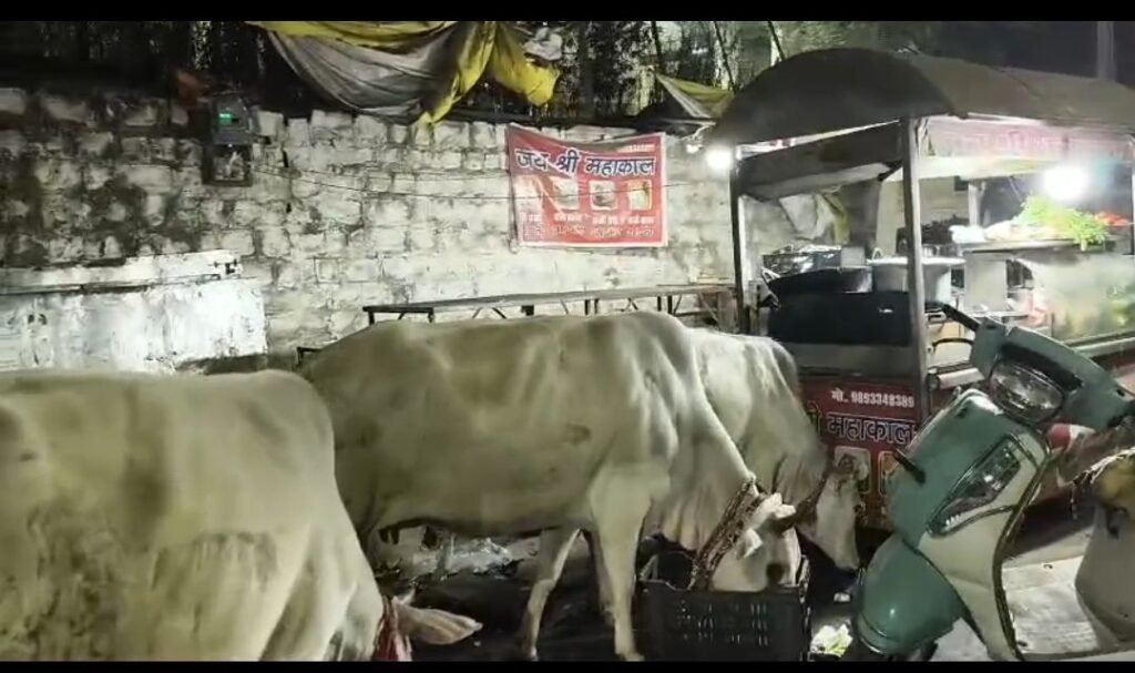 राजधानी की सड़कों पर बेसहारा पशुओं का राज, नगर निगम प्रशासन बेखबर | New India Times