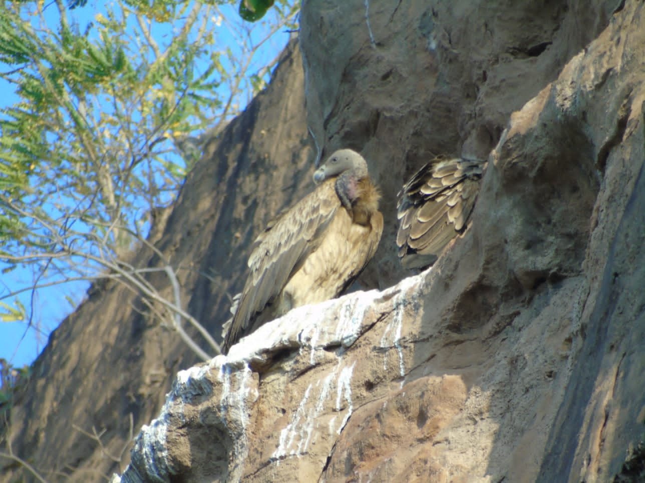 तीन दिनों तक चली प्रदेश व्यापी गणना में अब सामने आए आंकड़े, एक सफेद गिद्ध भी मिला | New India Times