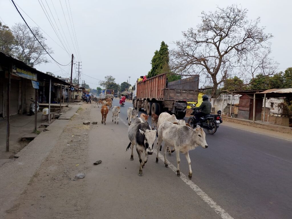 आवारा मवेशियों के झुंड से बढ़ रहे सड़क हादसे, ग्रामीणों ने सुप्रीम कोर्ट के आदेश लागू करने की मांग की | New India Times