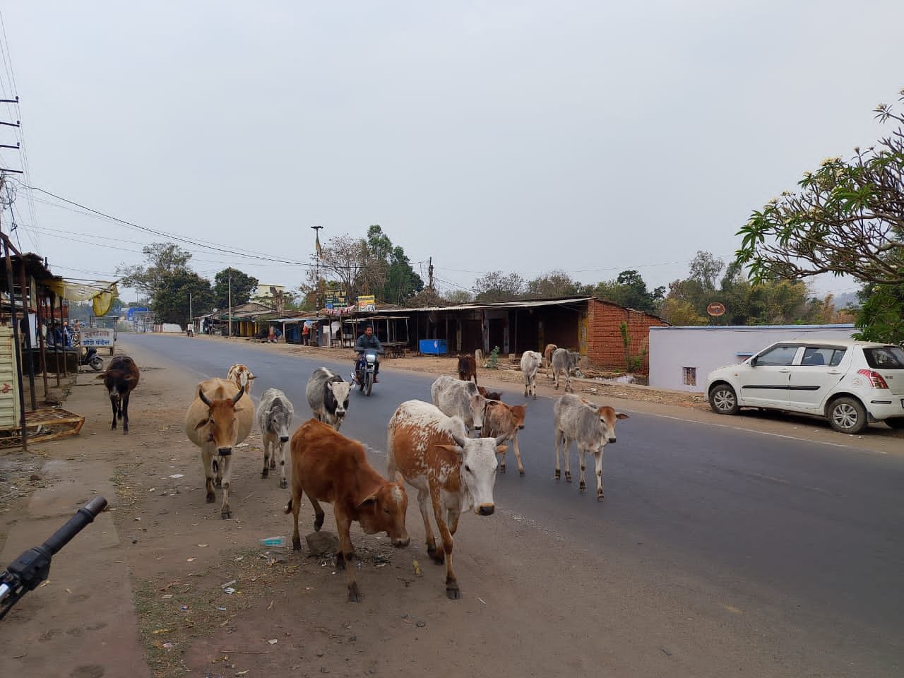 आवारा मवेशियों के झुंड से बढ़ रहे सड़क हादसे, ग्रामीणों ने सुप्रीम कोर्ट के आदेश लागू करने की मांग की | New India Times