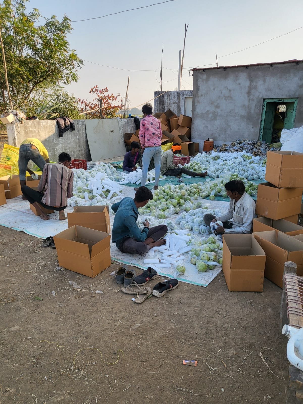 5 साल में 70% बढ़ी पैदावार: भोपाल बना हाइब्रिड अमरूद का नया हब | New India Times