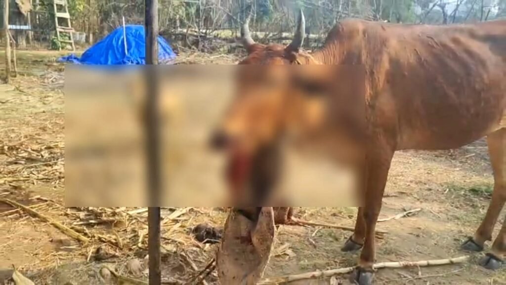 जुन्नारदेव विशाला में तेज़ रफ़्तार रेत से भरे ट्रैक्टर ने मचाया कोहराम, गाय का जबड़ा टूटा,घर की बाउंड्री तहस-नहस, तेज रफ़्तार ट्रैक्टरों पर लगाम लगाने में प्रशासन नाकाम 2 जुन्नारदेव विशाला में तेज़ रफ़्तार रेत से भरे ट्रैक्टर ने मचाया कोहराम, गाय का जबड़ा टूटा,घर की बाउंड्री तहस-नहस, तेज रफ़्तार ट्रैक्टरों पर लगाम लगाने में प्रशासन नाकाम | New India Times