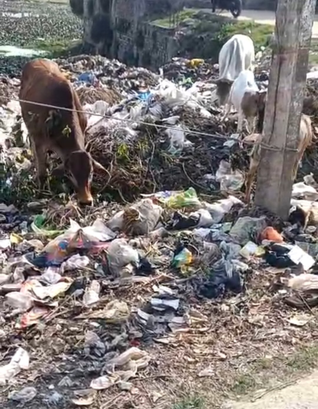 बिस्कोहर नगर पंचायत पर मनमानी का आरोप, पोखरे में डलवाया जा रहा कूड़ा | New India Times