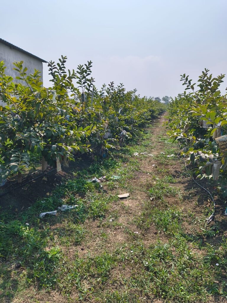 5 साल में 70% बढ़ी पैदावार: भोपाल बना हाइब्रिड अमरूद का नया हब | New India Times