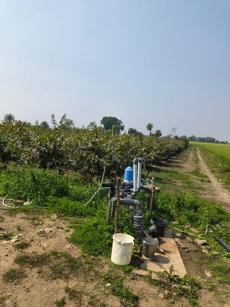 5 साल में 70% बढ़ी पैदावार: भोपाल बना हाइब्रिड अमरूद का नया हब | New India Times