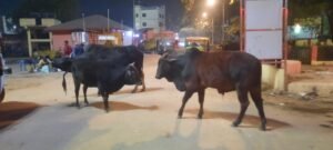 गांव-गांव पहुंचेगी पशु चिकित्सा सेवा, MVU संचालन के नियमों में बदलाव; 1962 कॉल सेंटर अब 24×7 रहेगा चालू