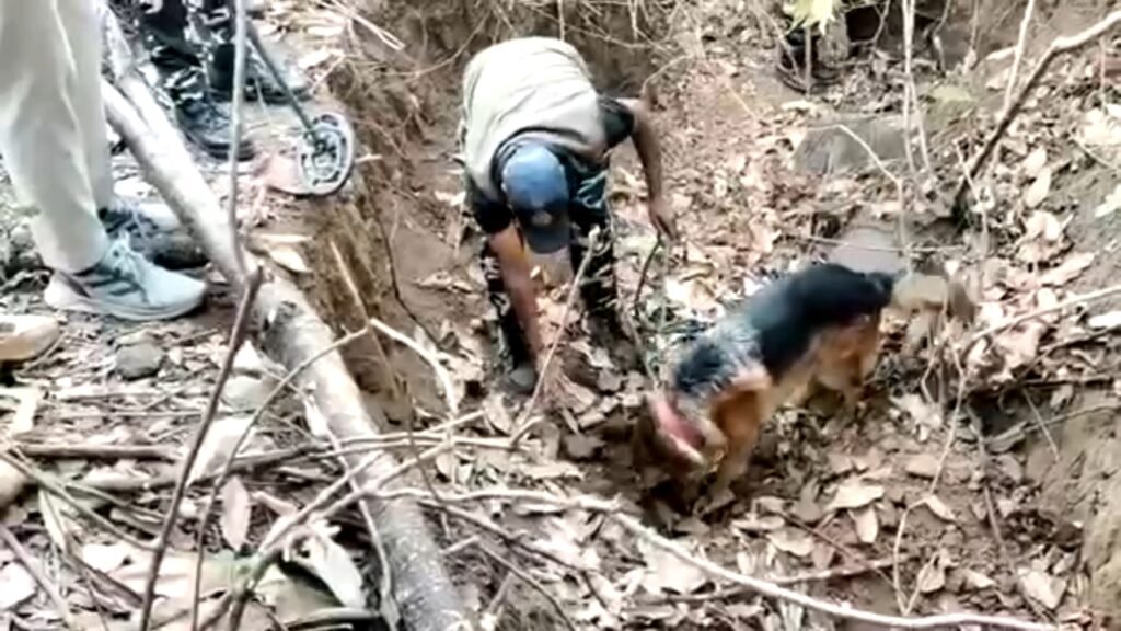 सतपुड़ा टाइगर रिजर्व में बाघ की हत्या का खुलासा: जहर देकर मारने वाले 5 आरोपी गिरफ्तार 2 सतपुड़ा टाइगर रिजर्व में बाघ की हत्या का खुलासा: जहर देकर मारने वाले 5 आरोपी गिरफ्तार | New India Times