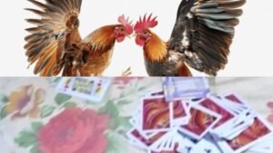 मोरछी में मुर्गा लड़ाई की आड़ में चल रहा था जंगल में 52 ताश के पत्तों की महफ़िल, 6 जुआरी पकड़े गए अन्य देखकर हुए फरार