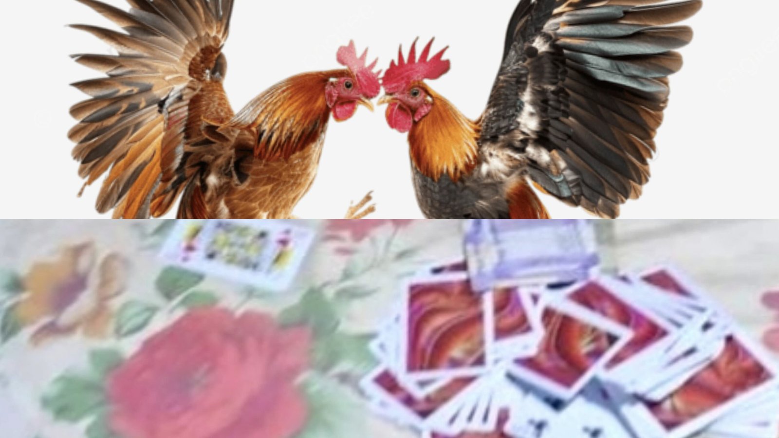 मोरछी में मुर्गा लड़ाई की आड़ में चल रहा था जंगल में 52 ताश के पत्तों की महफ़िल, 6 जुआरी पकड़े गए अन्य देखकर हुए फरार | New India Times