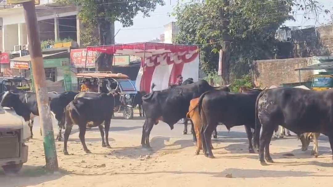 डुमरियागंज की सड़कों पर आवारा मवेशियों का कब्जा, हादसों का खतरा बढ़ा 1 डुमरियागंज की सड़कों पर आवारा मवेशियों का कब्जा, हादसों का खतरा बढ़ा | New India Times