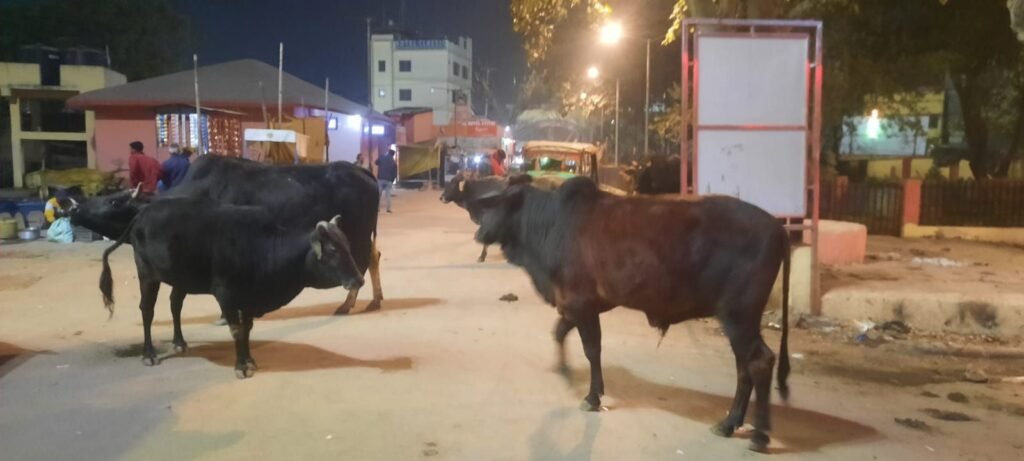 गांव-गांव पहुंचेगी पशु चिकित्सा सेवा, MVU संचालन के नियमों में बदलाव; 1962 कॉल सेंटर अब 24×7 रहेगा चालू | New India Times