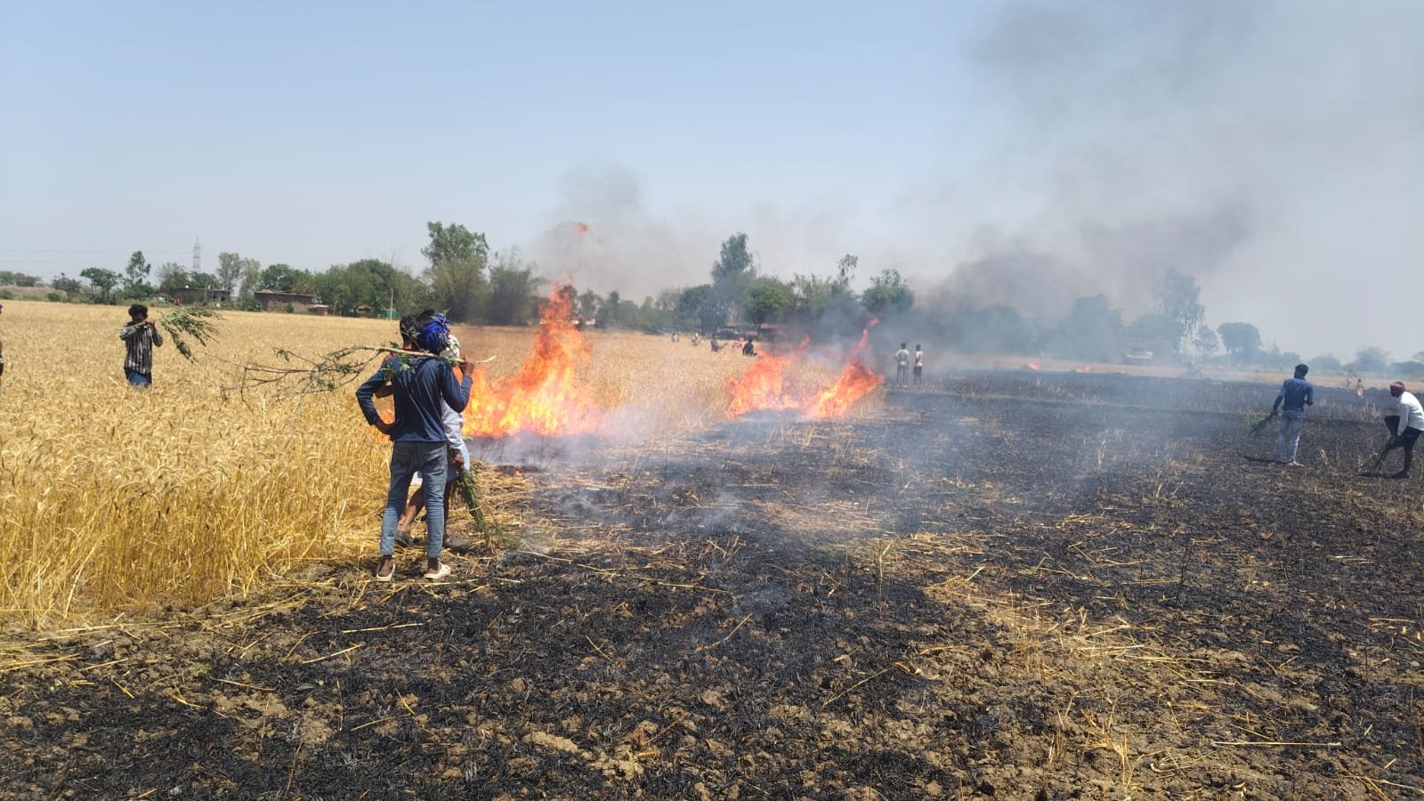 लापरवाही या हादसा? बिजली विभाग की उदासीनता से जलकर खाक हुई 10-12 बीघा गेहूं की फसल | New India Times