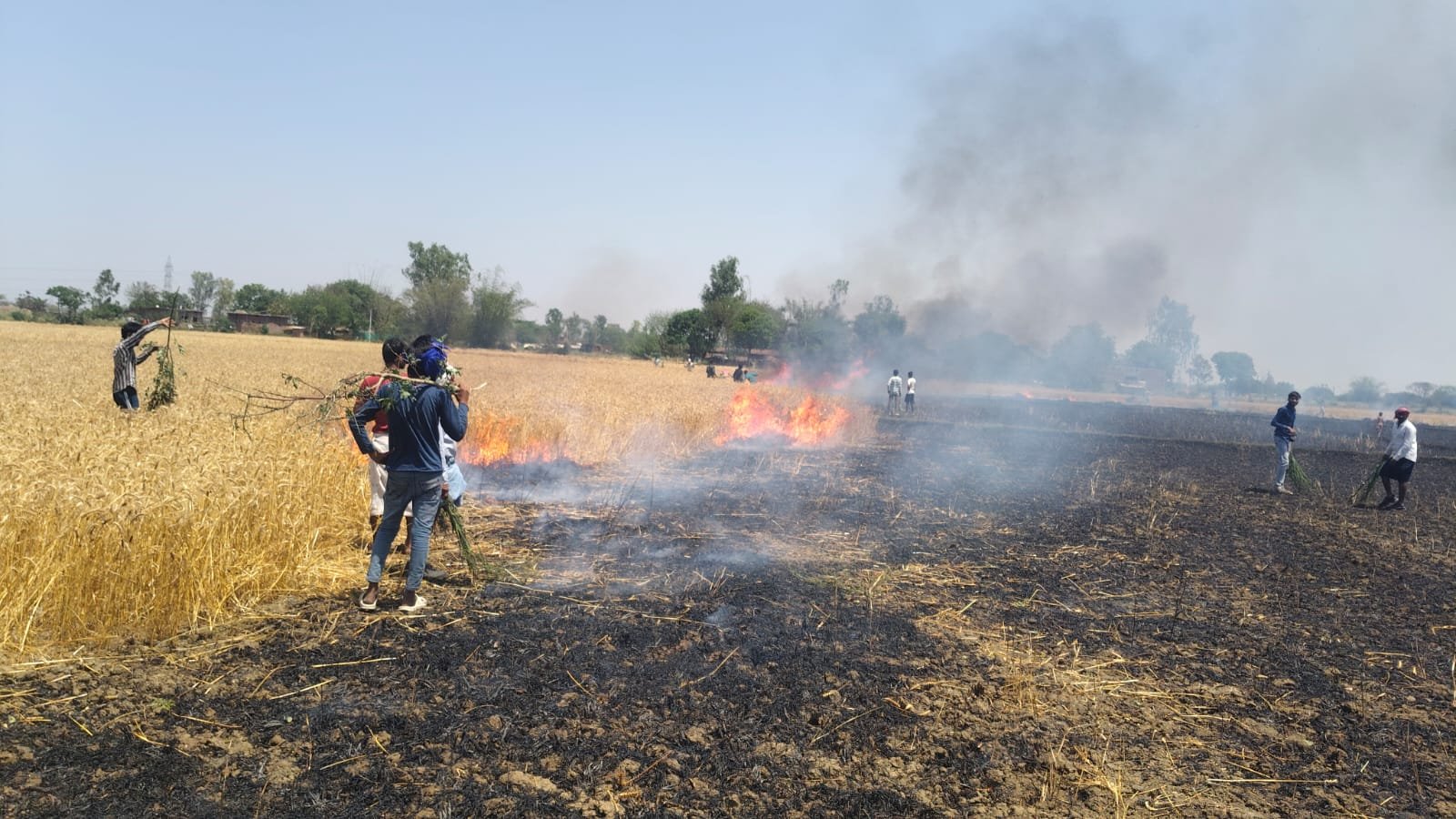 बिजली विभाग की लापरवाही से लगी आग, 10–12 बीघा गेहूं की फसल जलकर राख; किसानों को भारी नुकसान | New India Times